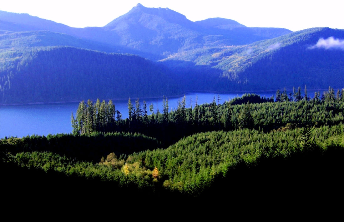 green trees near lake during daytime
