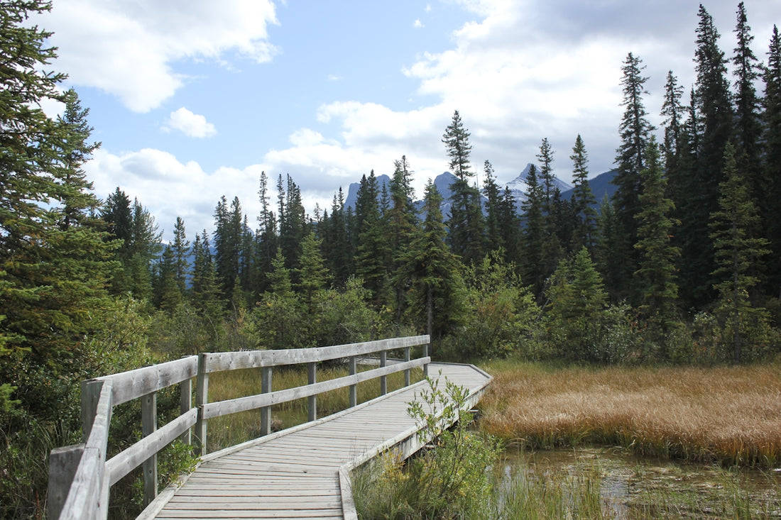 brown wooden dock on lake surrounded by green trees under white clouds and blue sky during