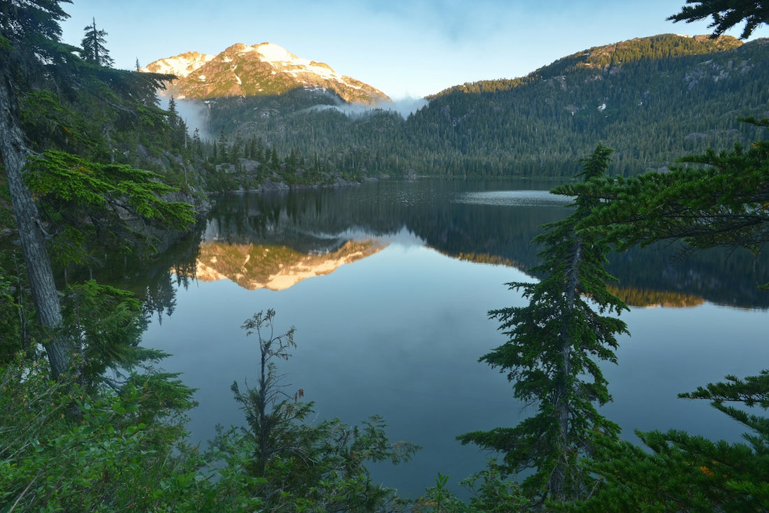 green trees near lake during daytime
