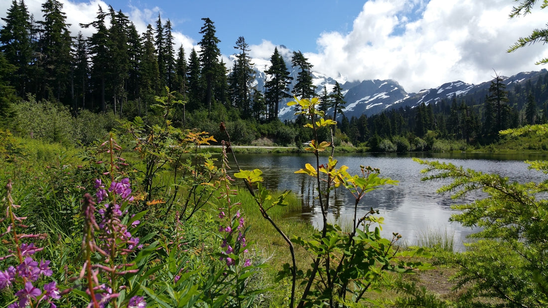 green trees near lake under blue sky during daytime