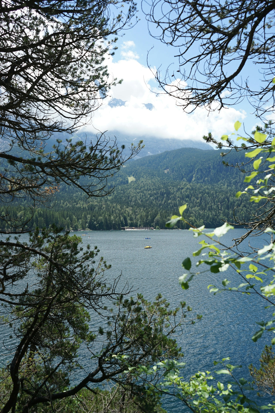 green trees near lake during daytime