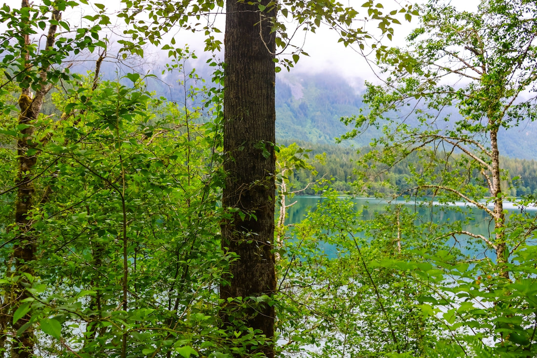 Forest scene with a lake and mountains in the background.