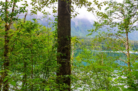 Forest scene with a lake and mountains in the background.